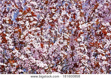 Beautifully blossoming reddish plum blossom. Background. Texture.
Branches of flowering plum with pink flowers.