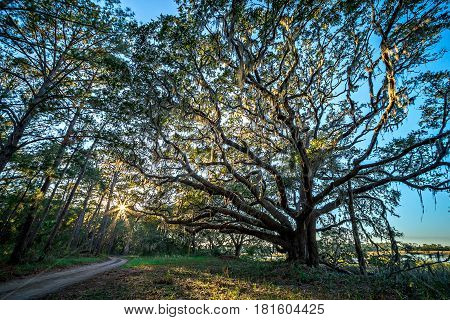 Oak Trees And Beautiful Nature At Sunset On Plantation