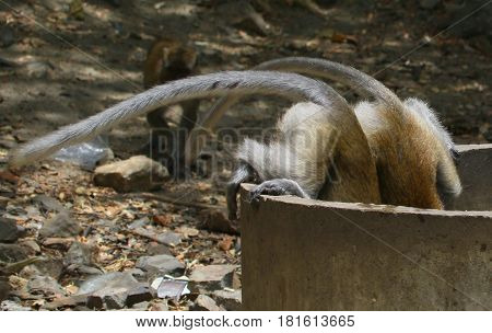 two Long-tailed Macaques comically hanging over the edge of a round concrete water tank for a drink in Songkhla, Thailand, with only their hindquarters and tails showing.