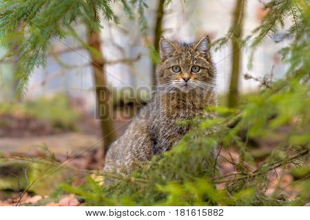 Cute Close Up Of European Wild Cat