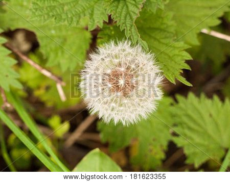 Dandelion. Dandelion Fluff. Dandelion Tranquil Abstract Closeup Art Background. Dandelion Air, White