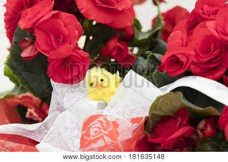 red begonia flower with chick for easter and holidays