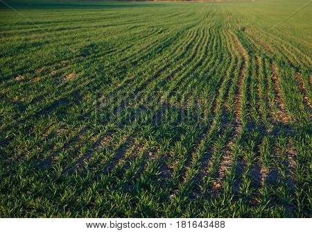 The first sprouts on the field sown with forage grass. Shot was taken at spring time.