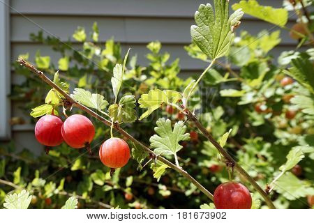 Ripe red gooseberries (Ribes uva-crispa) on a gooseberry bush in a garden in Joliet, Illinois during July.