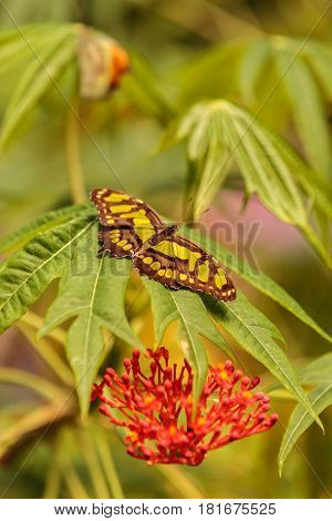 Malachite butterfly Siproeta stelenes in a botanical garden in spring