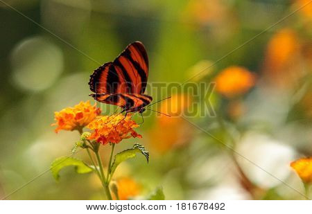 Tiger Longwing Butterfly, Heliconius Hecale