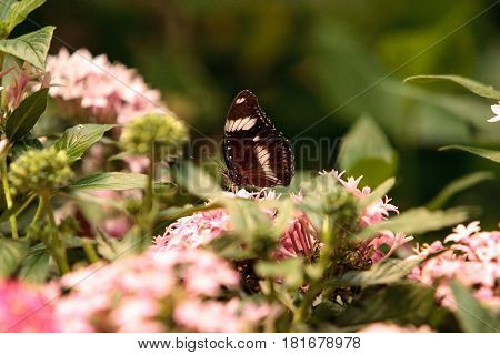 Zebra Longwing Butterfly, Heliconius Charitonius