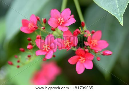 Flowers on the trees in spring at the Al Barari, Dubai, United Arab Emirates
