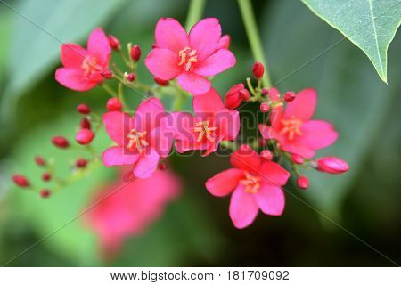 Flowers on the trees in spring at the Al Barari, Dubai, United Arab Emirates
