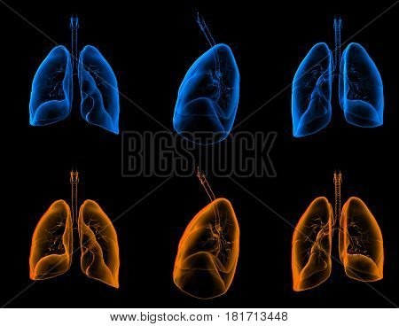 3D rendering medical illustration of the lungs