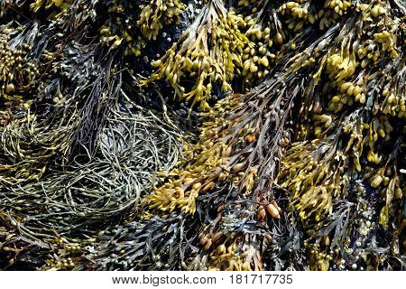 Rockweed, also know as Bladderwrack, shown attached to rocks and exposed during low tide; a type of edible seaweed often foraged for food and use in dietary supplements.