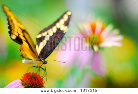 Butterflysummer20074