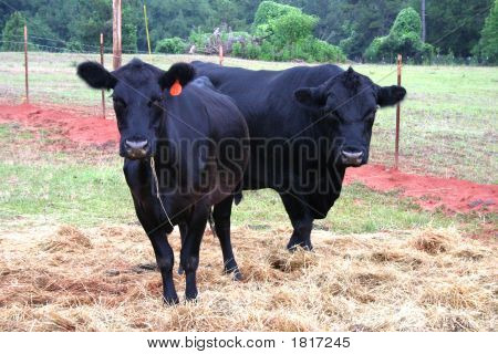 Angus Toro y vaca