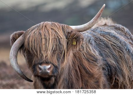 highland cattle in scotland during a rainy day