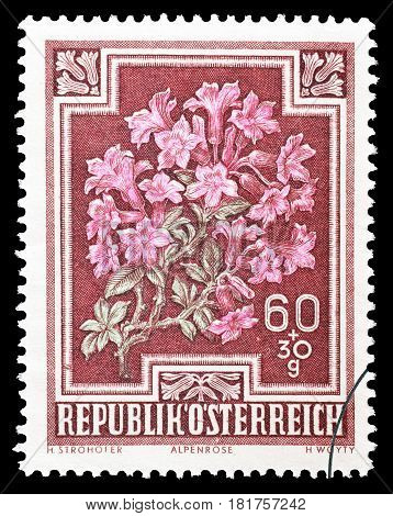 AUSTRIA - CIRCA 1948 : Cancelled postage stamp printed by Austria, that shows Alpen rose.