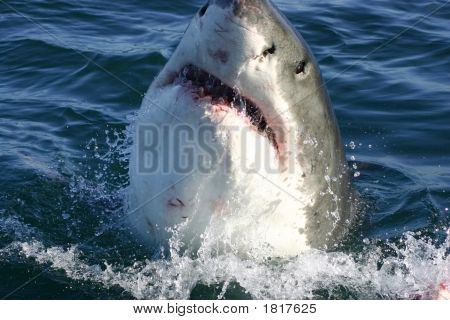 Sharky