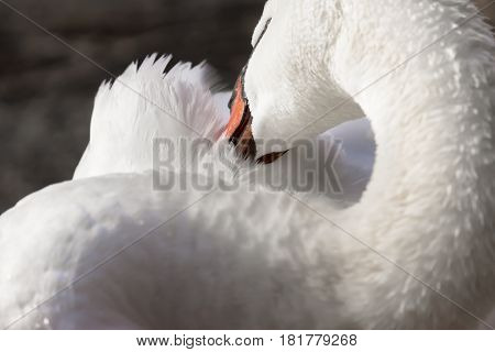 Elegant trumpeter swan cleaning its feathers with its beak closeup detail