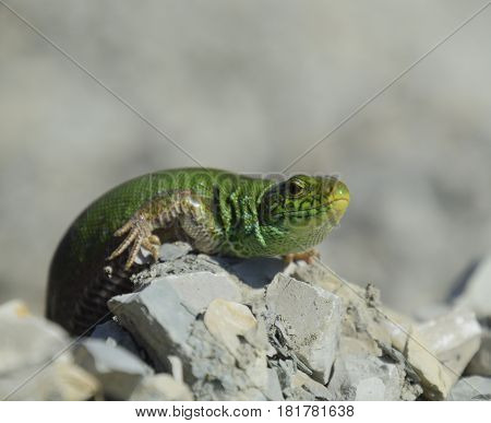 Sand Lizard. An Ordinary Quick Green Lizard. Lizard On The Rubble. Sand Lizard, Lacertid Lizard.