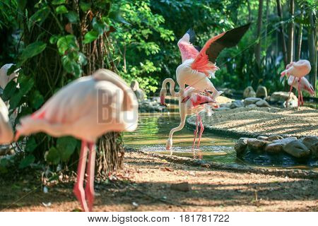 Greater Flamingo bird in a small river with natural forest background.