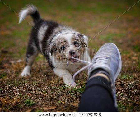 Border Collie puppy pulling on my shoe strings