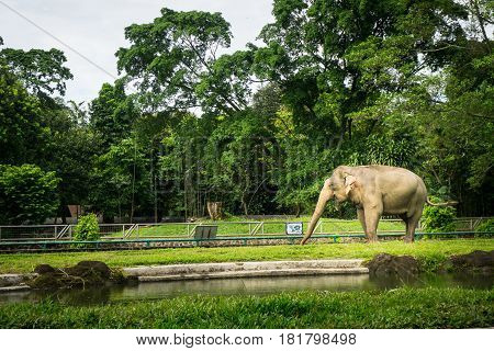 A big elephant in the cage with pool surrounding by fence and trees photo taken in Ragunan zoo Jakarta Indonesia java