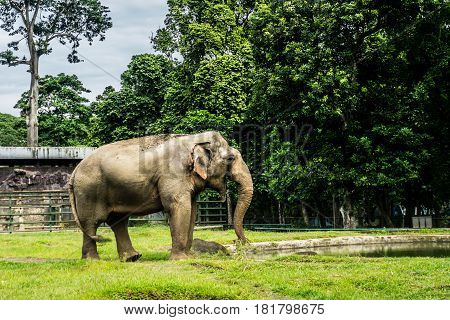 A big elephant in the cage surrounding by fence and trees and beautiful sky as background photo taken in Ragunan zoo Jakarta Indonesia java