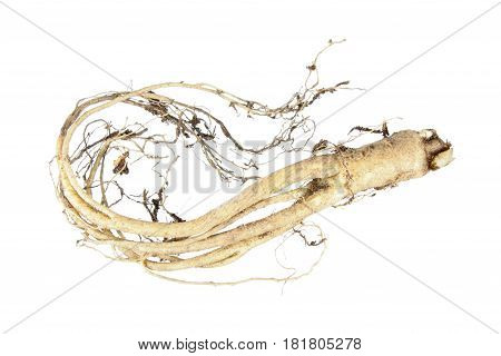 Root of Korean Bellflower (Platycodon grandiflorus) commonly known as Doraji isolated on white background. Is popular vegetable in Korea, also used in traditional Chinese medicine.