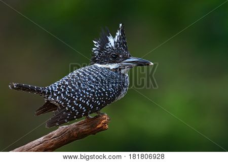 Crested Kingfisher Bird