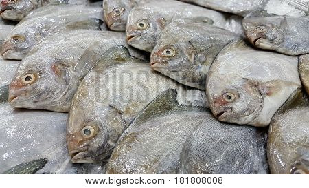 Pomfrets were arranged on ices in a market
