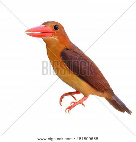 Ruddy Kingfisher Bird