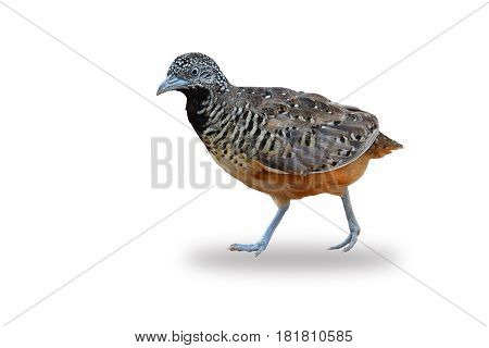 Barred Buttonquail  Bird