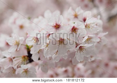 Macro details of white Somei Yoshino variety Cherry blossom branches in horizontal frame