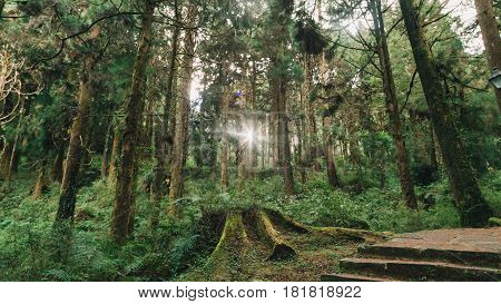 Sun Beams In The Forest In Alishan Taiwan,taichung