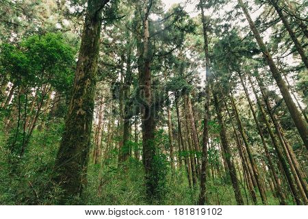 sun beams in the forest in Alishan taiwan, taichung