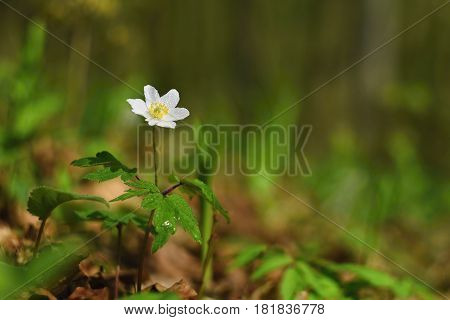 Spring White Flowers In The Grass Anemone (isopyrum Thalictroides)