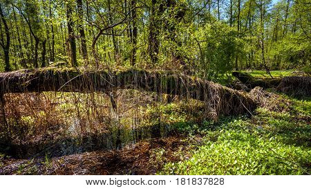 Beautiful Green Spring Forest Landscape, Humid Sunny Day