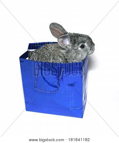 Little gray rabbit breed of gray chinchilla in blue gift pack isolated on white background