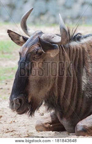 Closeup the wilderbeast head with small horn