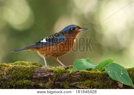 The White-throated Rock-Thrush bird seek a food on the stump