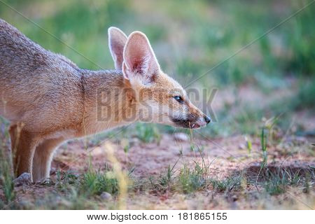 Side Profile Of A Cape Fox.
