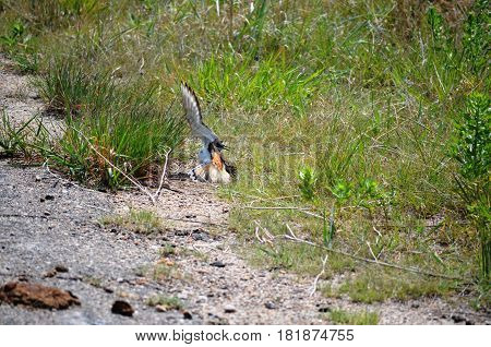 killdeer (Charadrius vociferus), dancing and acting as if they are injured to protect the nest from intruders