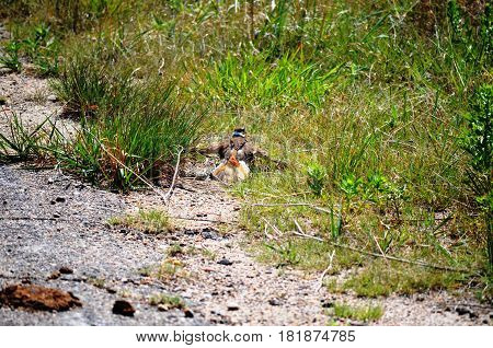 killdeer (Charadrius vociferus), dancing and acting as if they are injured to protect the nest from intruders