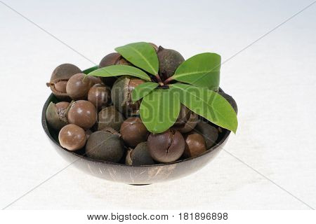 Macadamia nuts in shell new harvest close up on white background