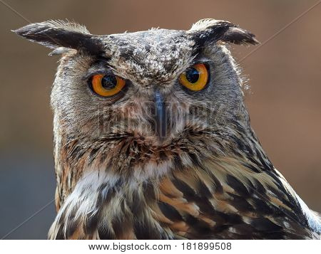 long eared owl portrait  (Asio otus, previously Strix otus)