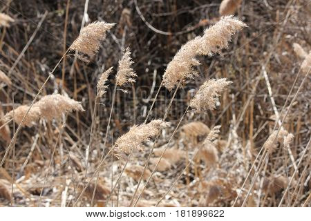 Blowing in the wind,  Phragmites australis  found along a roadside ditch in S.E. Ontario. This common reed is important (together with other reed-like plants) for wildlife and conservation, but is causing serious problems for many other North American wet