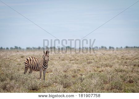 Zebra Starring At The Camera.