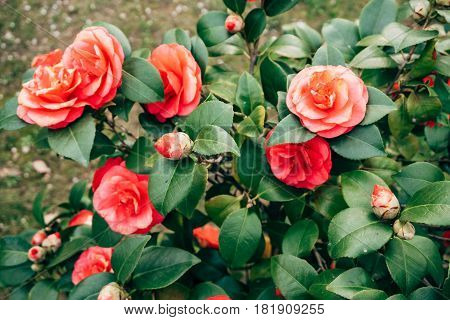 Pink camellia flowers on a bush in spring in Montenegro.