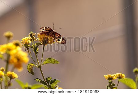 Buckeye butterfly Junonia coenia on a yellow flower in a garden in spring