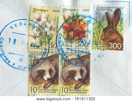GOMEL, BELARUS, APRIL 15, 2017. Stamp printed in Belarus shows image of  The Lilium hybrida, Nuctereutes procyonoides and Lepus europaeus, circa 2008.