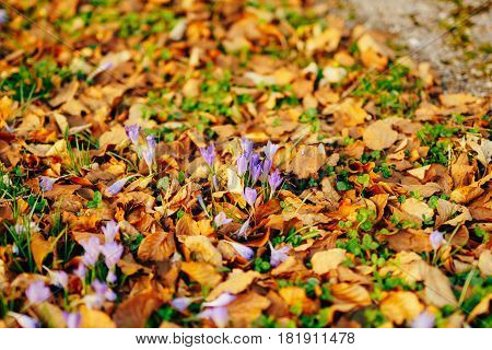 Many crocuses in dry autumn leaves. A field of crocuses in yellow leaves on the ground in the urban park of Cetinje, Montenegro.
